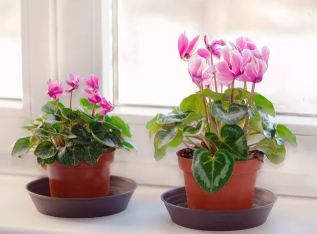 Cyclamen persicum  $12