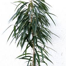 Ficus.sp