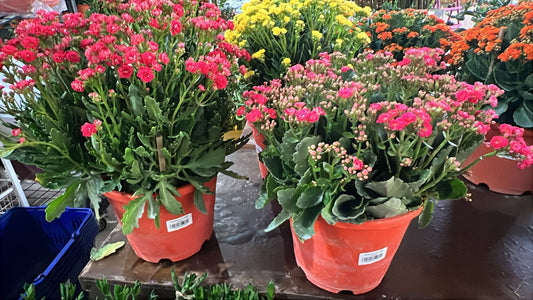 Kalanchoe (L) $28