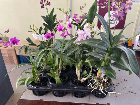 Mini Dendrobium