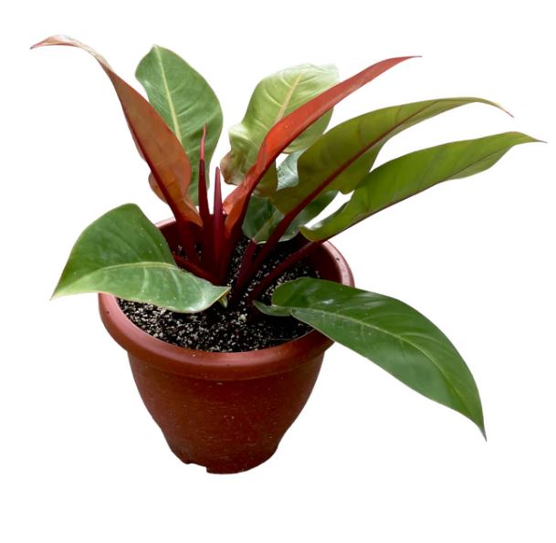 Philodendron SUN Red $28