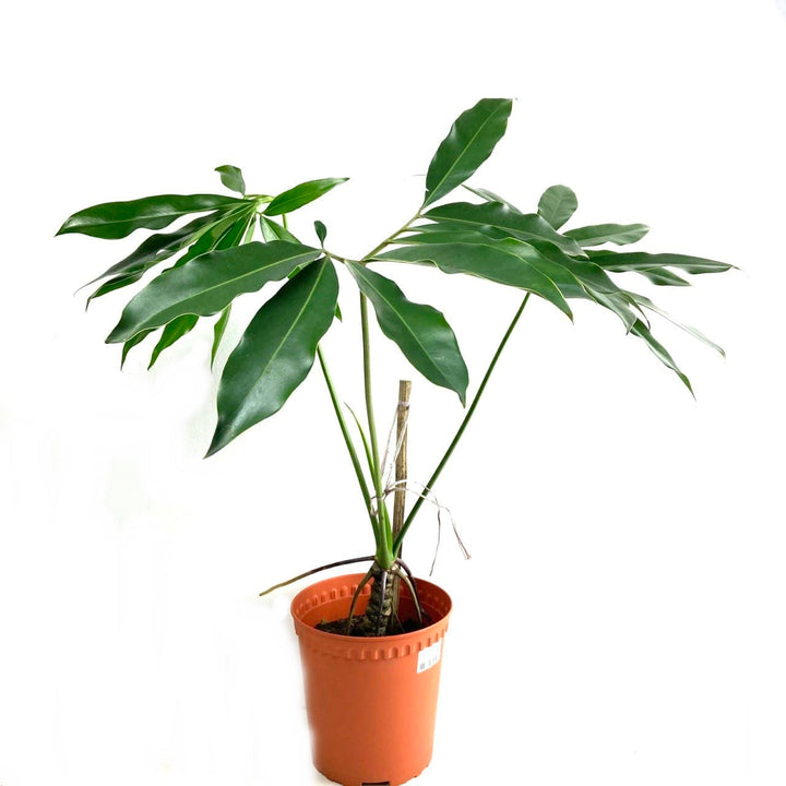 Philodendron goeldii 'Fun Bun', Philodendron, Potted Philodendron