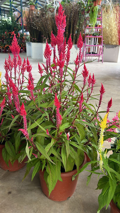 CNY Celosia - Single (Pink/Yellow) $18