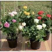 Rose Potted Plant (Indoor)