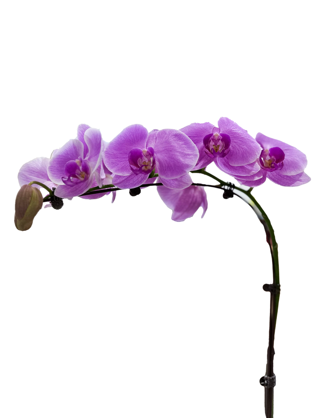 single stalk phalaenopsis