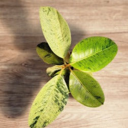 Ficus variegated