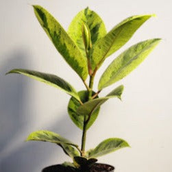 Ficus variegated
