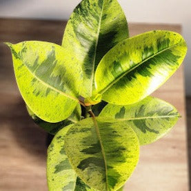 Ficus variegated