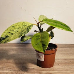 Ficus variegated