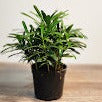 Podocarpus $38