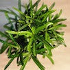 Podocarpus $18