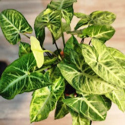 Syngonium Batik (P12) : $15