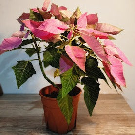 PINK POINSETTIA POTTED