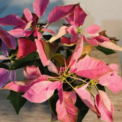 PINK POINSETTIA POTTED