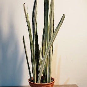 Sansevieria 'Bantel's Sensation' $18