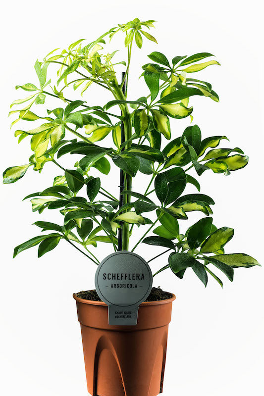 Schefflera Arb. Gerda (S. potted) $9