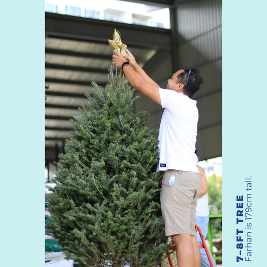 Large Hybrid Fir Christmas Tree (7-8FT)