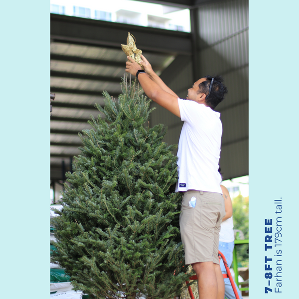 Fraser Fir Christmas Tree 7-8FT