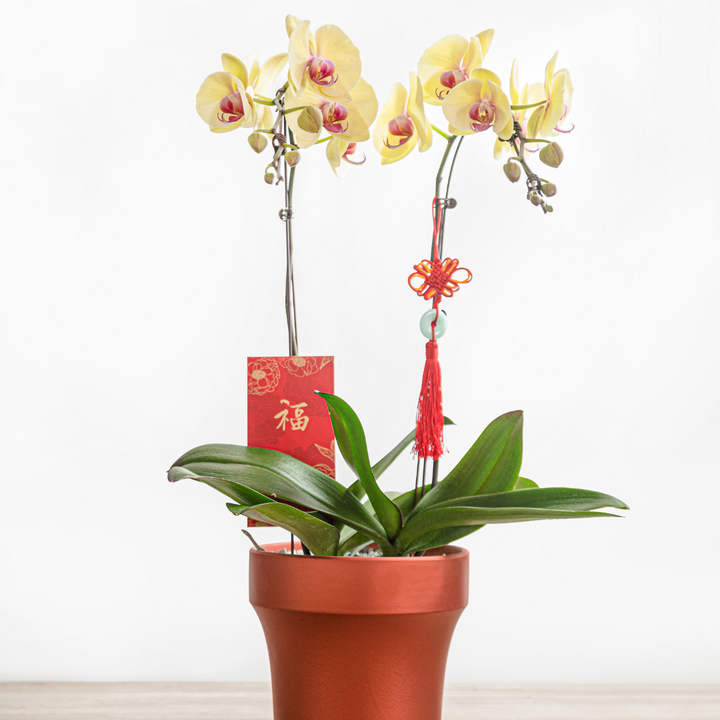 cny orchid plant3