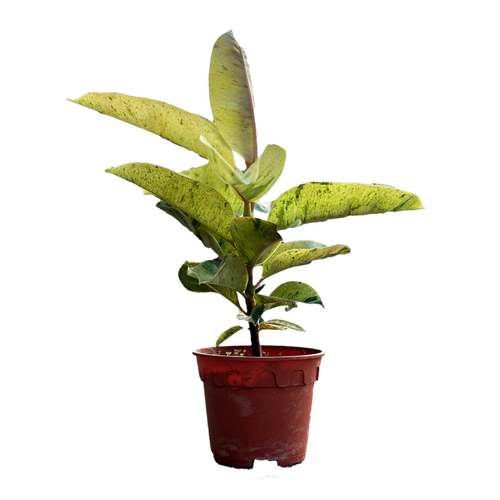 Ficus Shivereana, variegated rubber plant, Ficus elastica 'Shivereana', rubber plant, houseplant, indoor plant, outdoor plant, easy care plant, ornamental plant