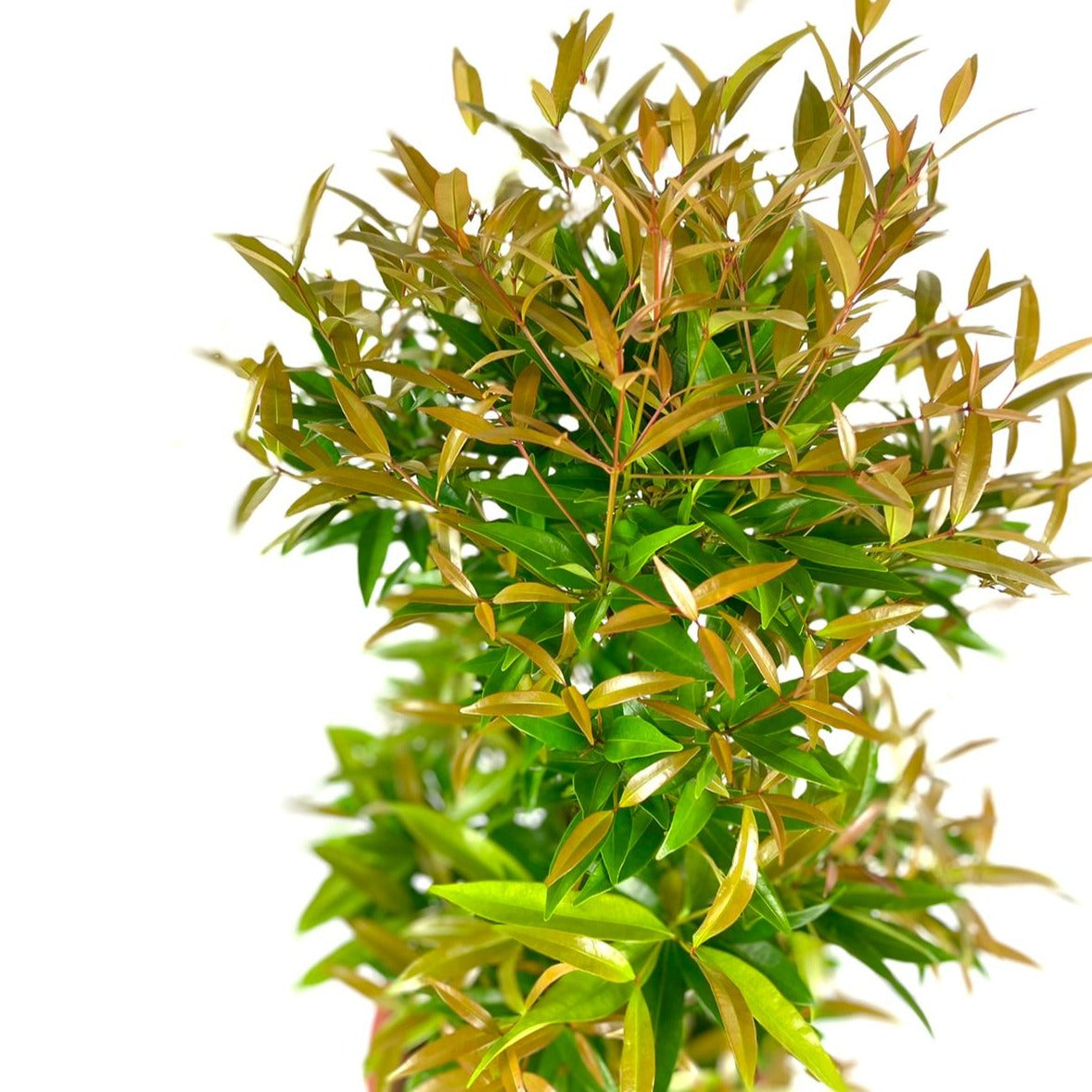 eugenia indoor plant Eugenia $30 – Lifestyle@SingSeeSoon By Kava Experiences