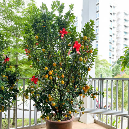 chinese new year orange plant5