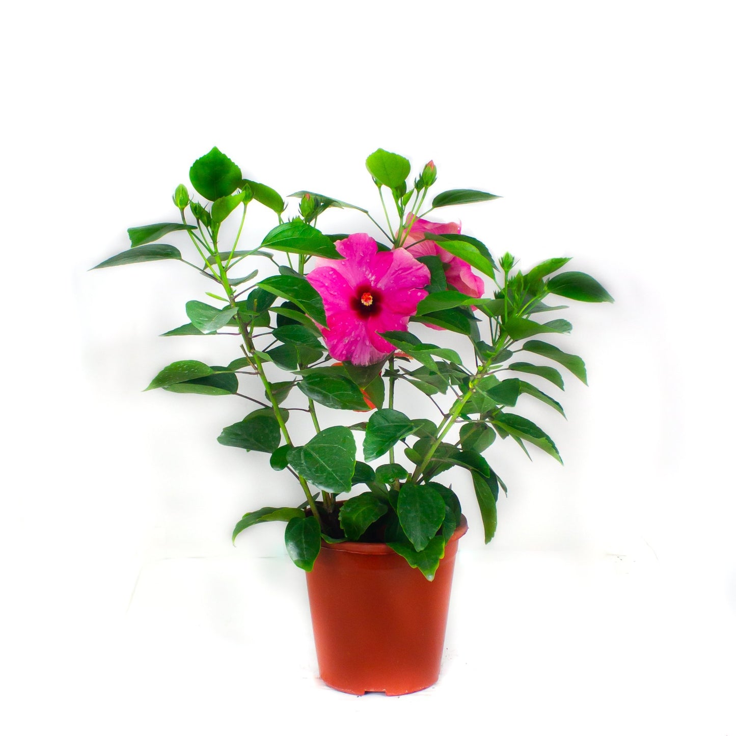 Hibiscus plant
