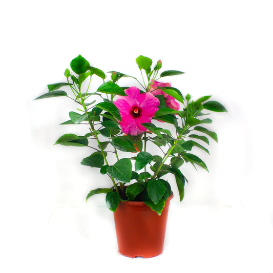 Hibiscus plant