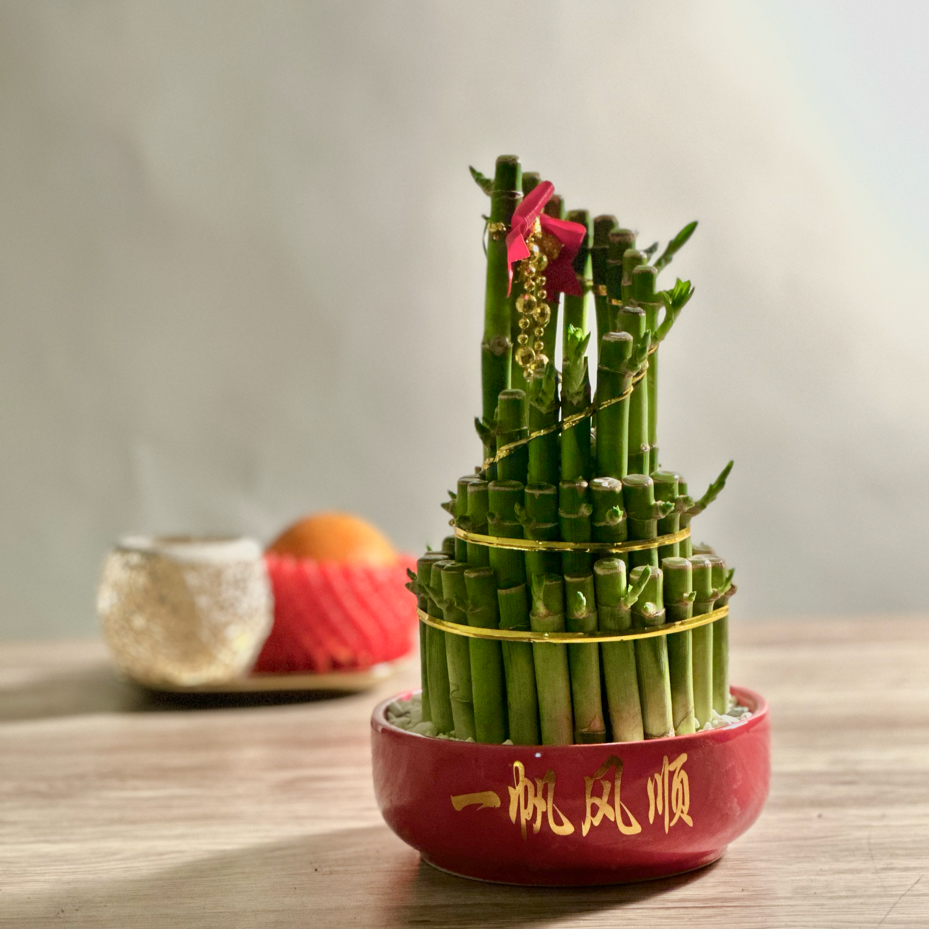 cny bamboo plant