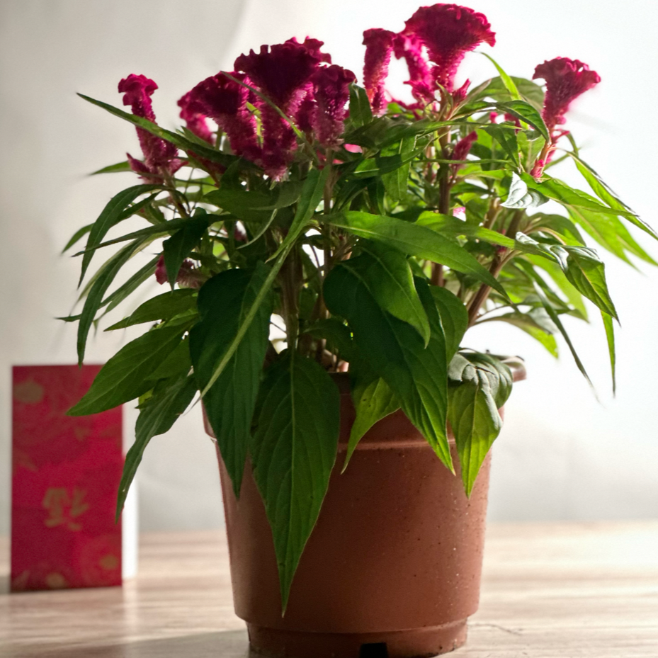 potted flower plant9