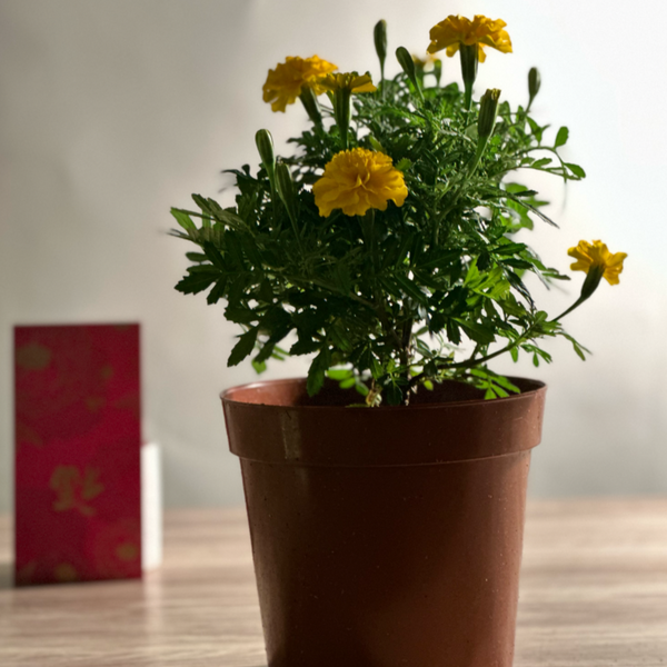 potted flower plant8