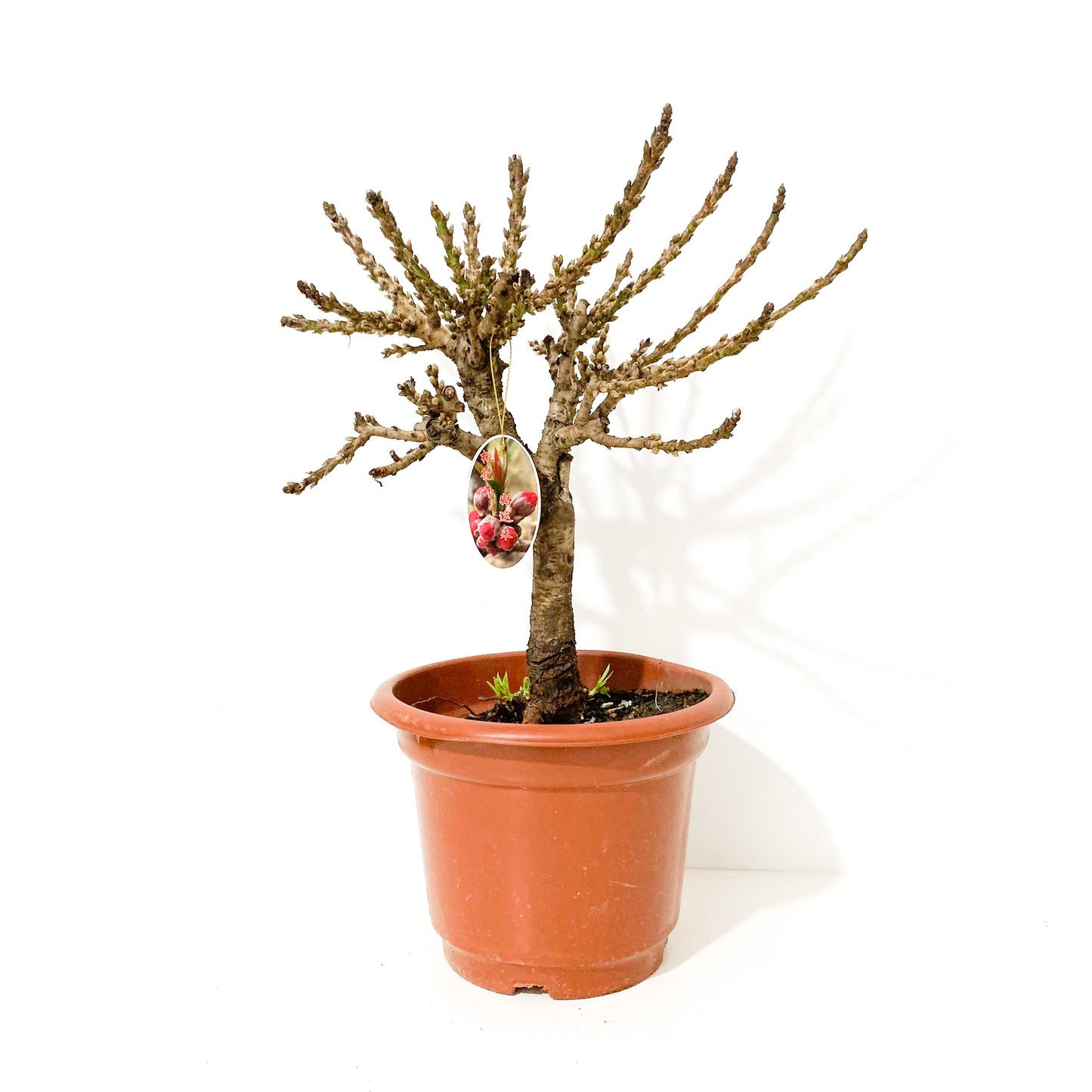 CNY Peach Blossom