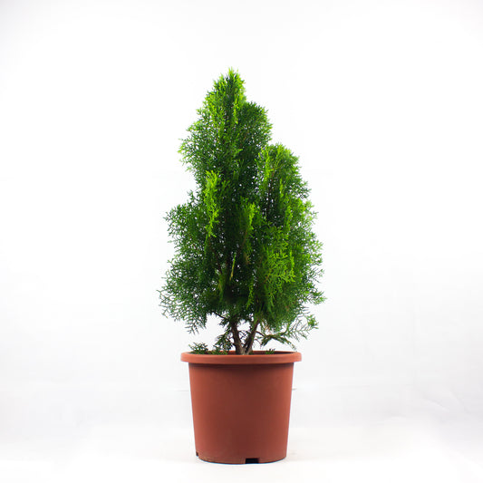 Thuja orientalis $18