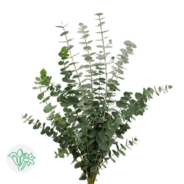 Eucalyptus (bundled) $28