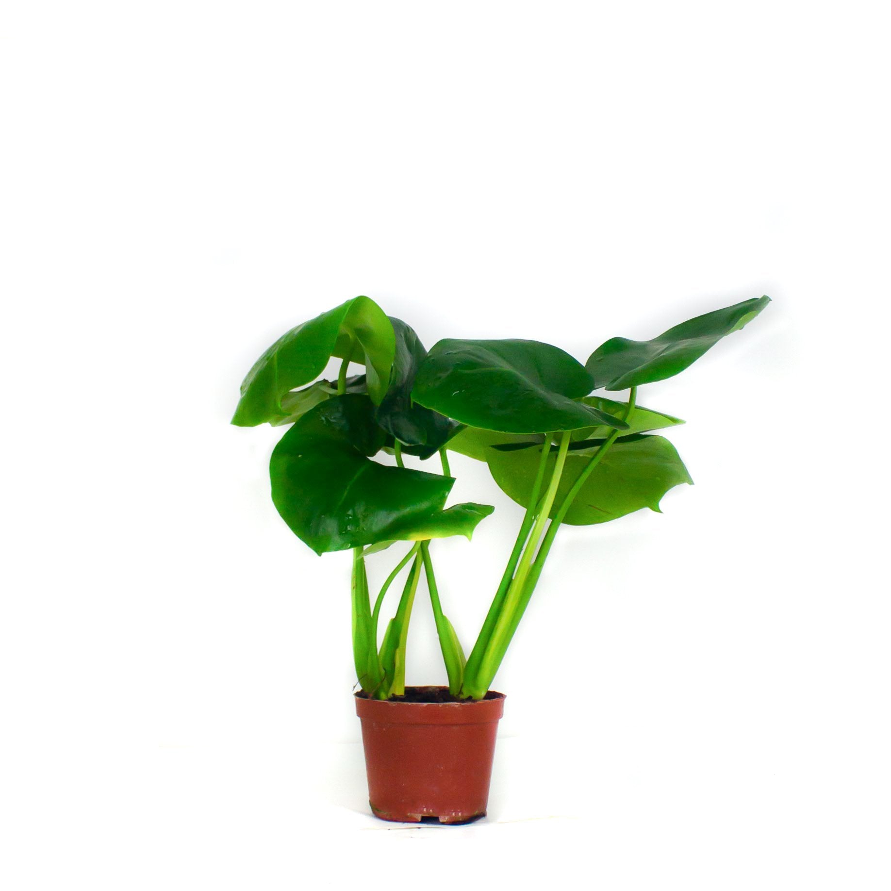Monstera deliciosa