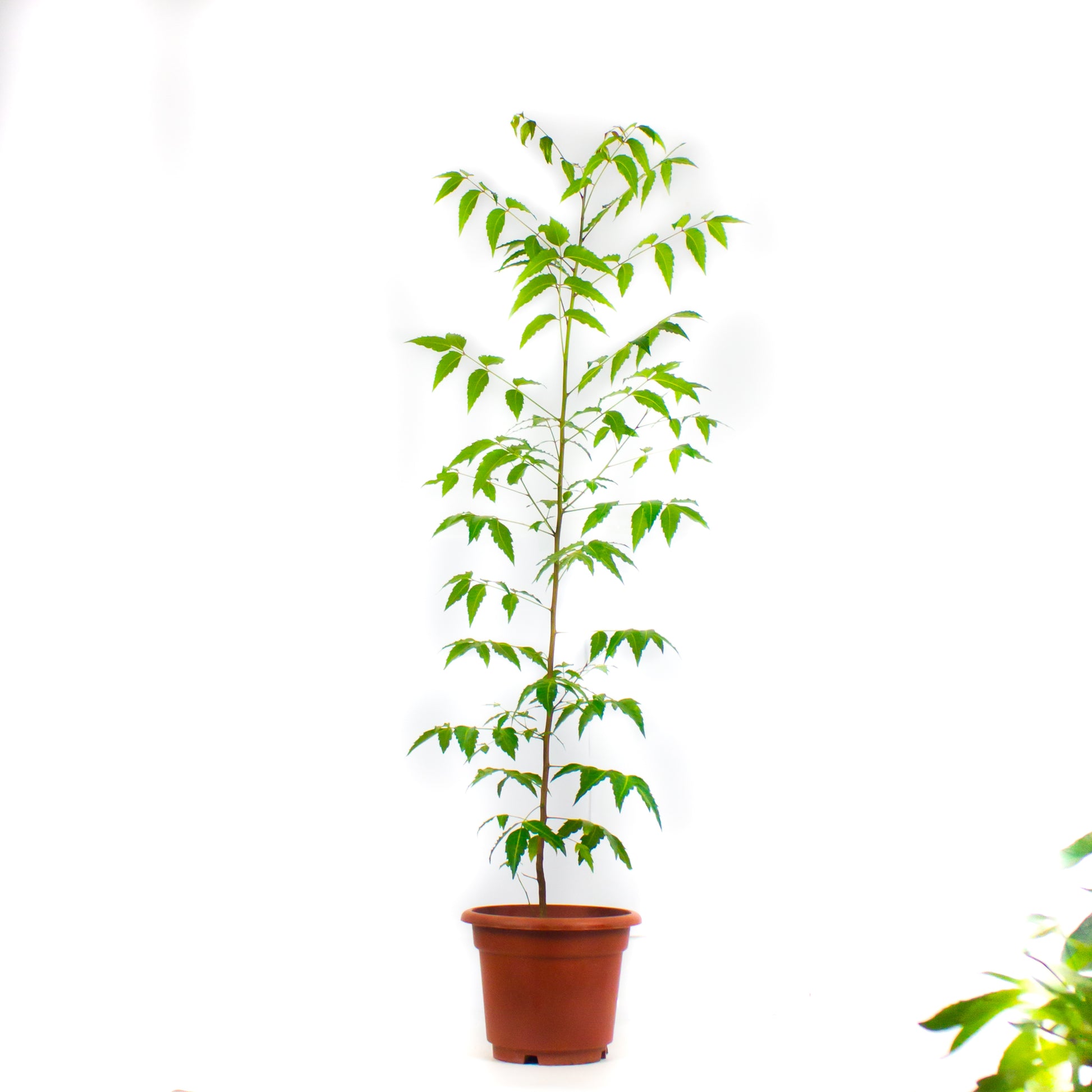 indoor neem plant Neem Tree $28 – Lifestyle@SingSeeSoon By Kava Experiences