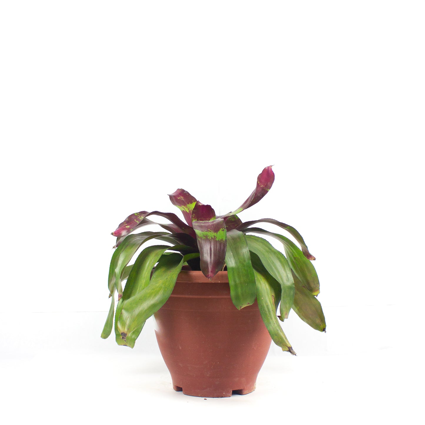 Neoregelia $68