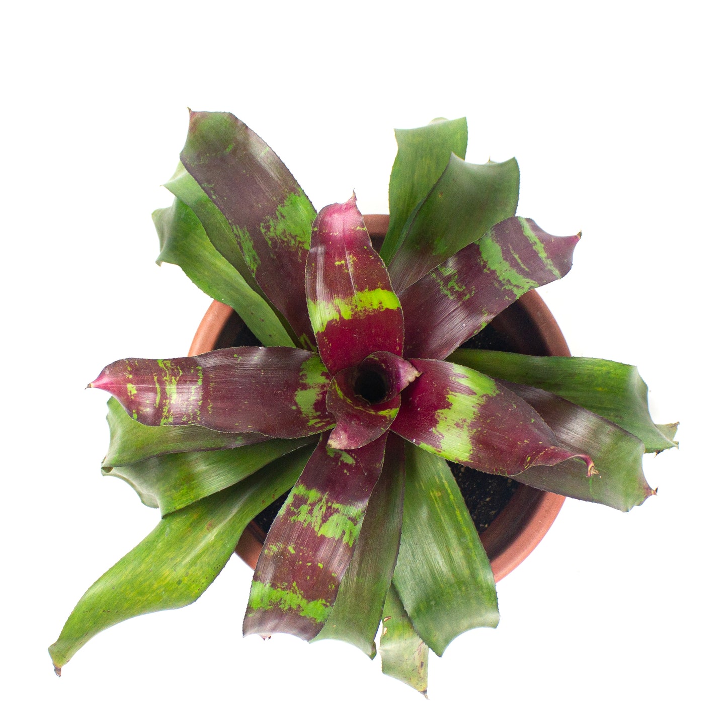 Neoregelia $68