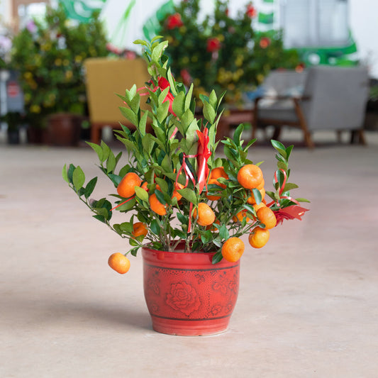 chinese new year orange plant1