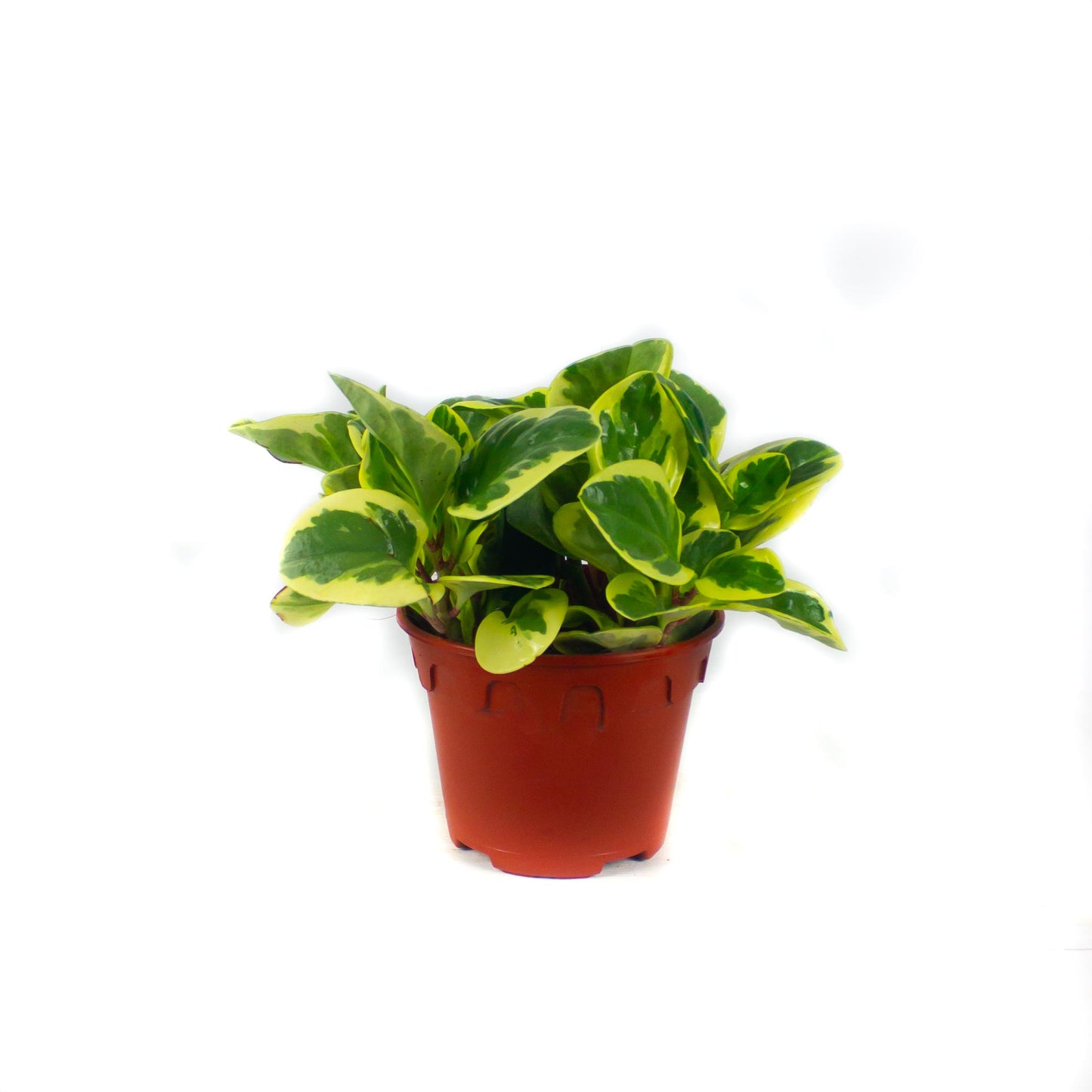 Peperomia Obtusifolia Variegata $15