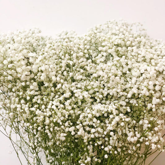 Baby's Breath (20stalks $45)