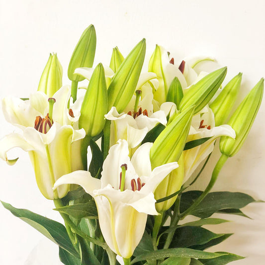 White Lilies (bundled) $30