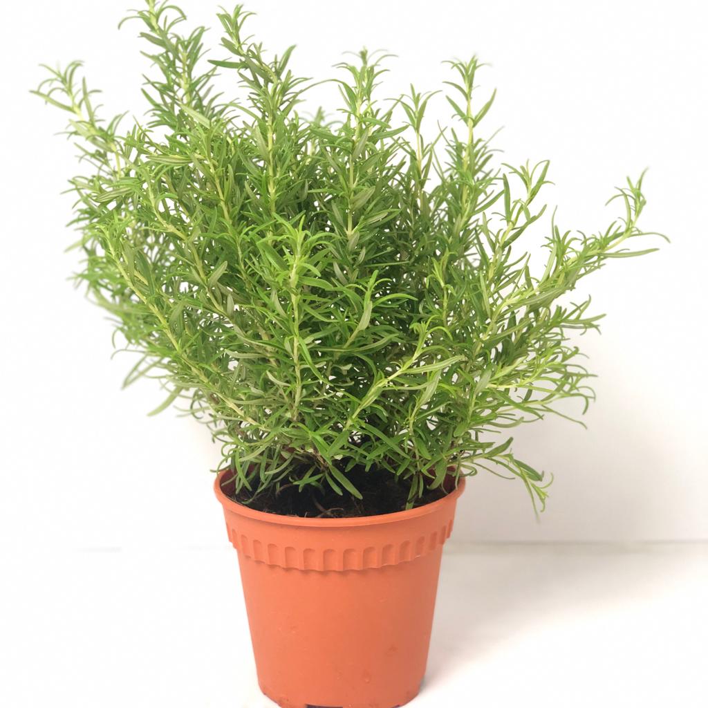 Rosemary $10