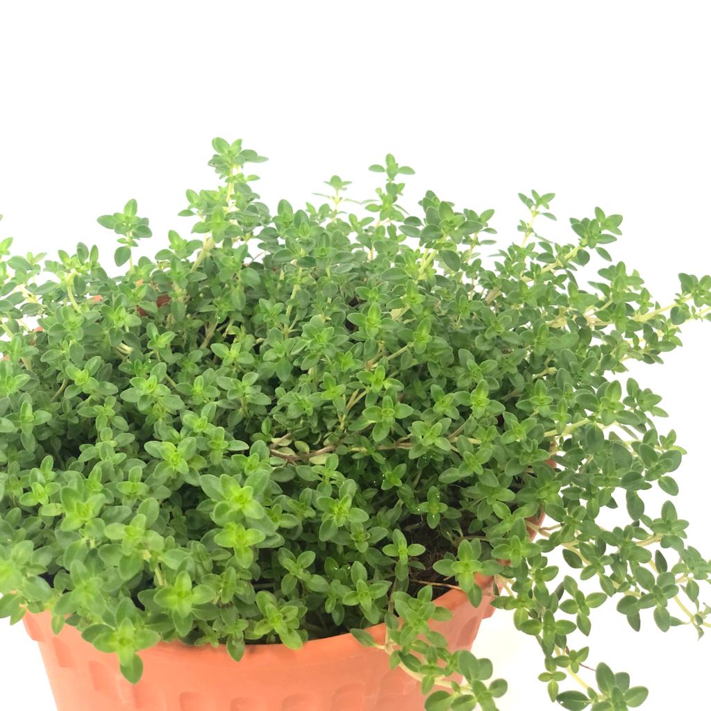 Thyme $10