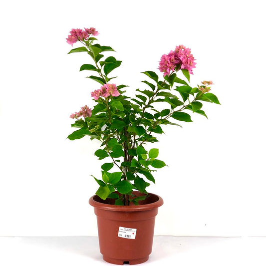 Bougainvillea (s) $15