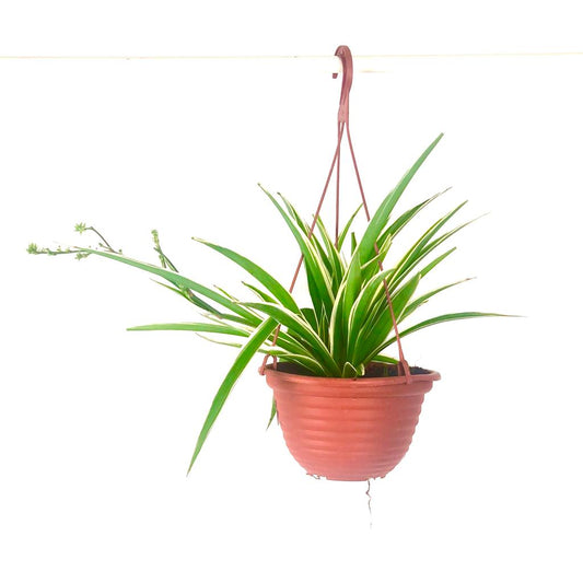 Spider plant $15 (Chlorophytum comosum)