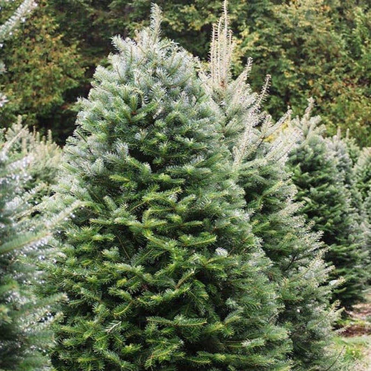 Titan Hybrid Fir Christmas Tree (12-14FT)