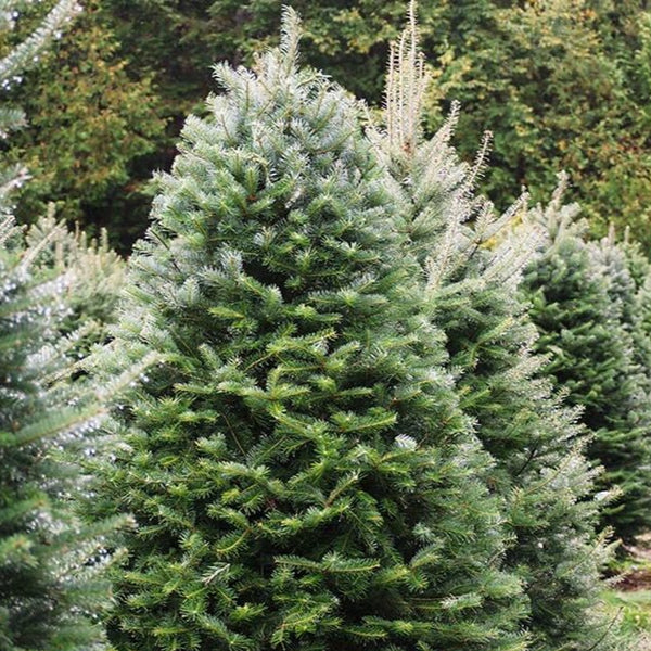 Fraser Fir Christmas Tree 8-9FT