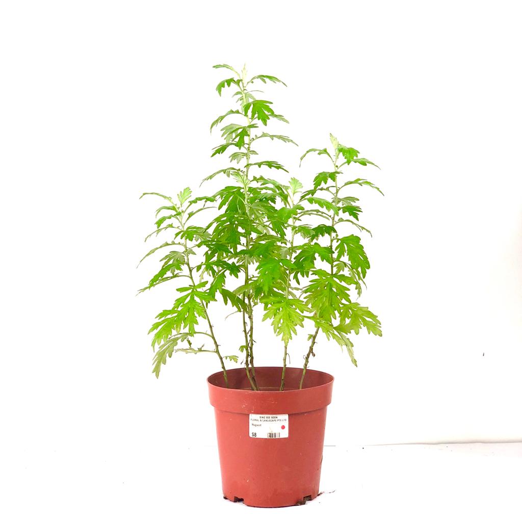 Mugwort ((ài cǎo)) $10