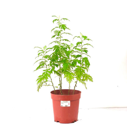 Mugwort ((ài cǎo)) $10